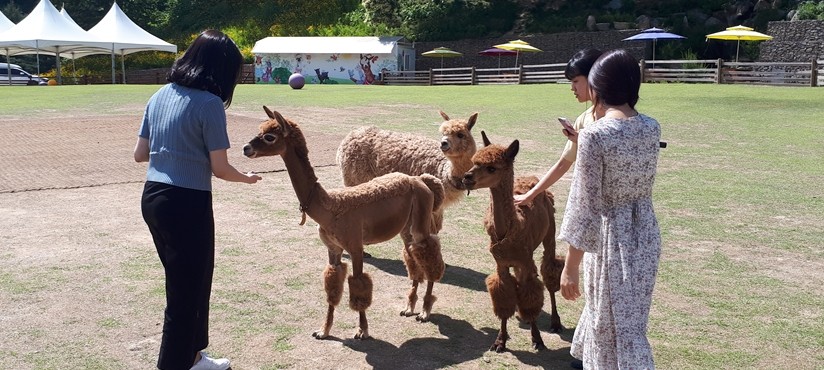 Alpaca world+Nami Island+Petite France / USD 65