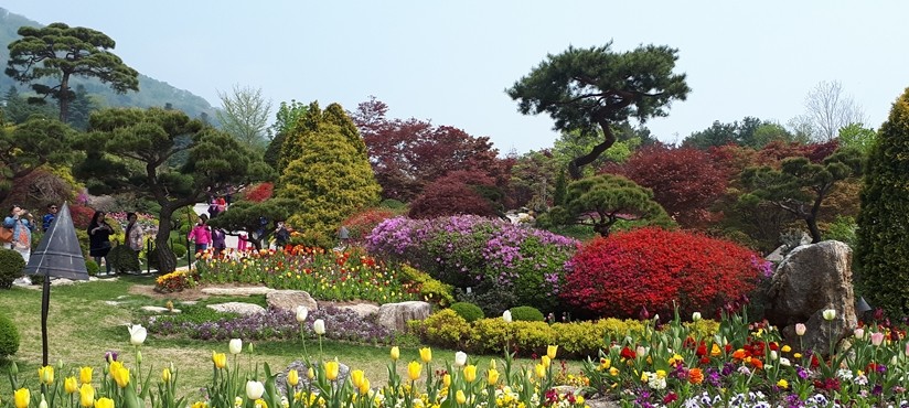 Nami Island + Petite France + The Garden of Morning Calm / USD 60