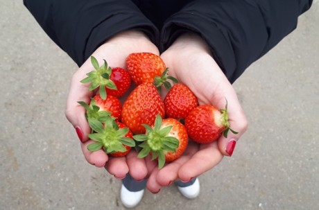 Strawberry picking+Nami Island+The Garden of Morning Calm Tour (Starlight Festival)  / USD 70