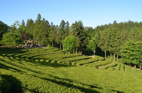 Boseong+Damyang Nature Healing Tour