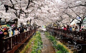 jinhae02