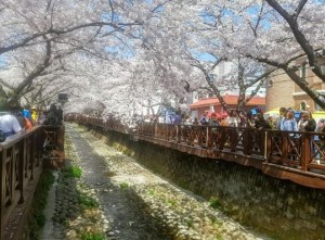 jinhae05