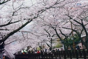 jinhae08