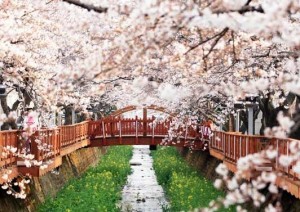 jinhae16