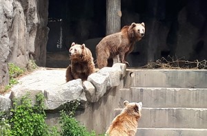 서울대공원 곰 1