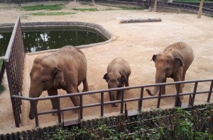 서울대공원 코끼리 1