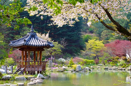 Nami Island+Petite France+Rail Bike+The Garden of Morning Calm / USD 70