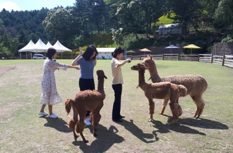 Alpaca world+Nami Island+Petite France