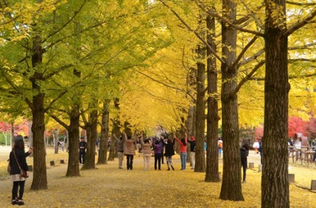 Rail Bike+Nami Island+The Garden of Morning Calm / USD85