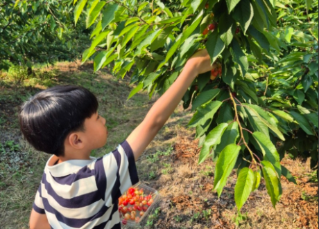 Cherry Farm (01. June ~ 25. June) Ticket
