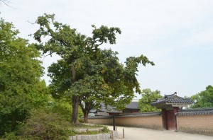 Royal_palace_8