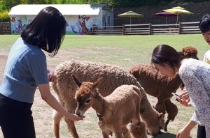 알파카13 먹이주기